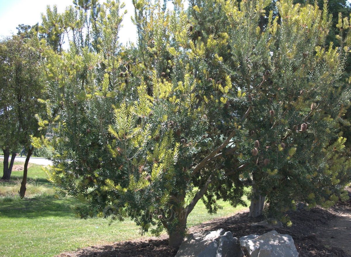 Banksia as small trees Banksia marginata Mallee Design