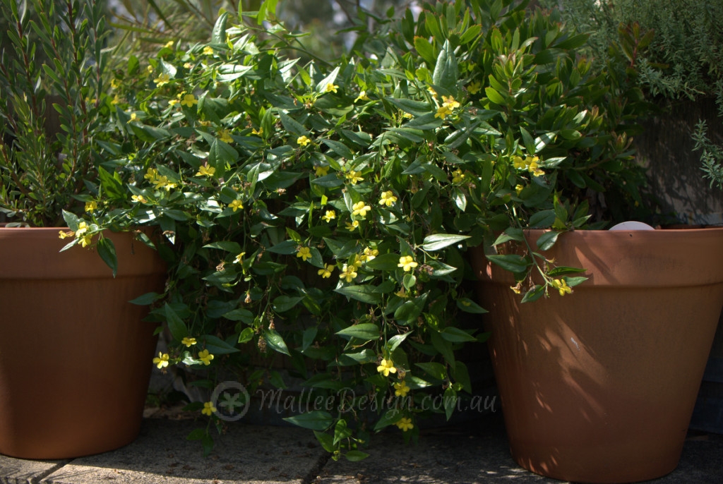 Native Plants for Pots and Containers Mallee Design