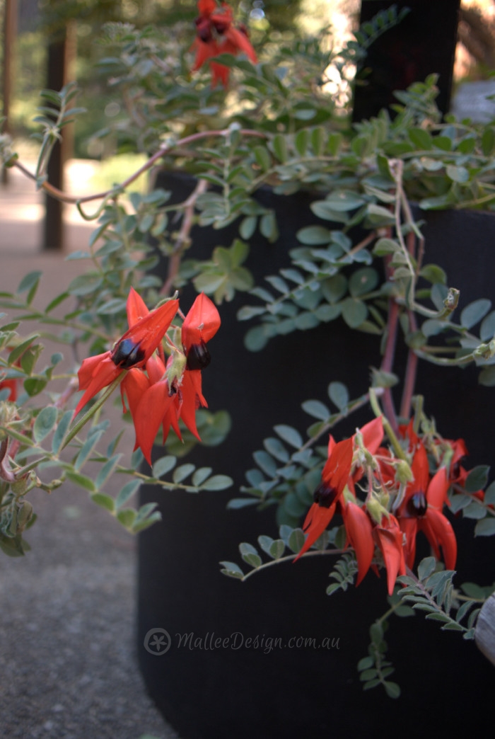 native-plants-for-pots-and-containers-mallee-design