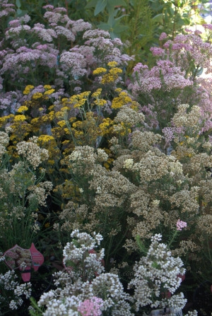 ozothamnus mallee malleedesign polarising formally genus helichrysum