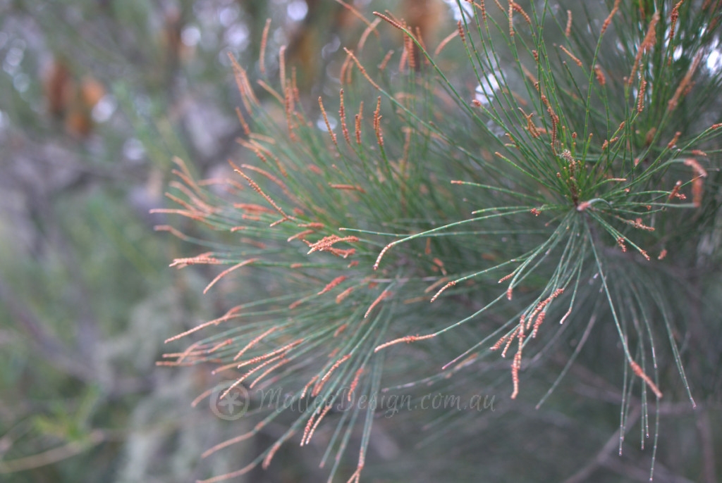 Casuarina spps.