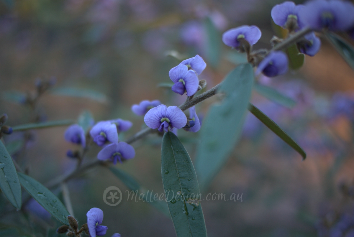 Shady Winter Purple: Hovea acutifolia