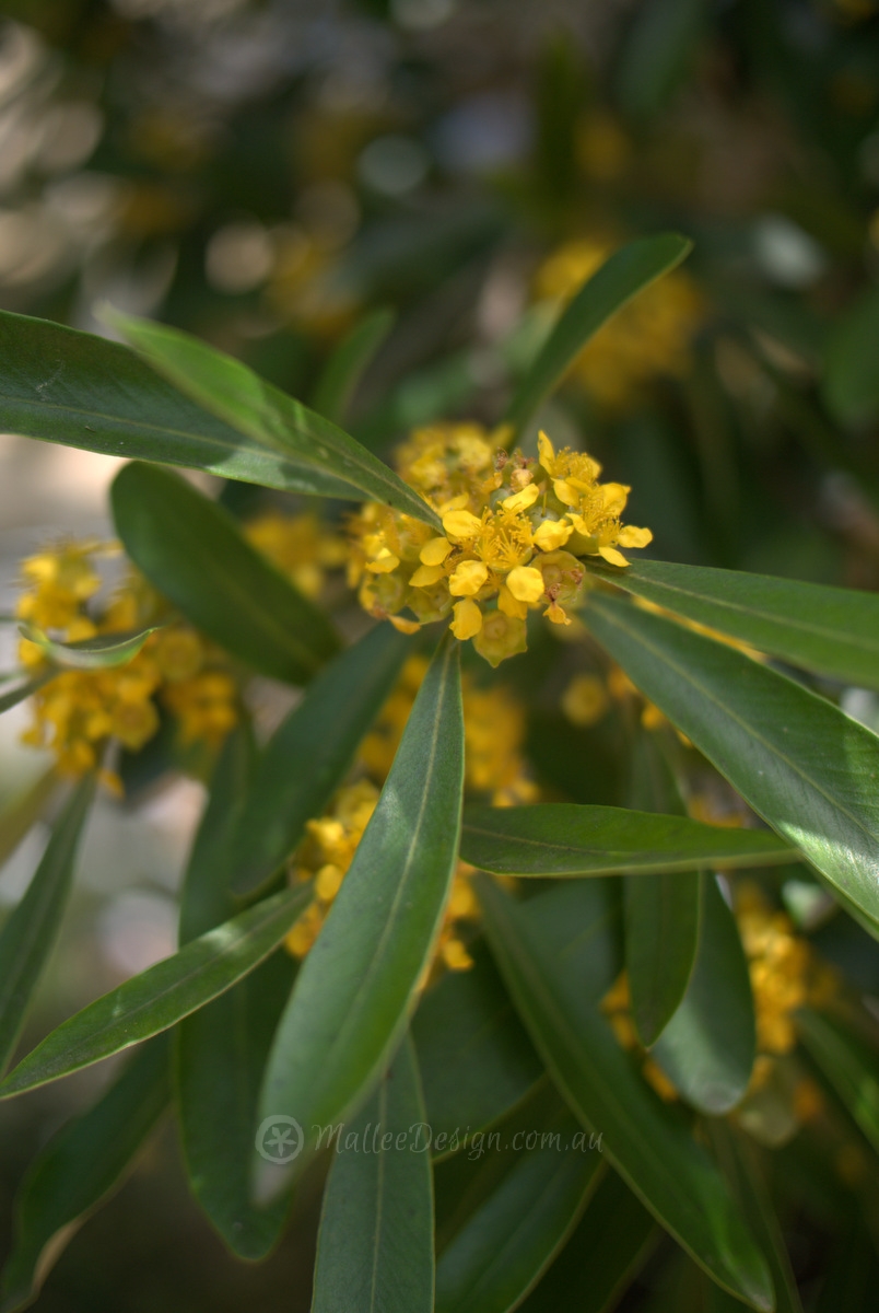 Small Shade Tree: Tristaniopsis laurina