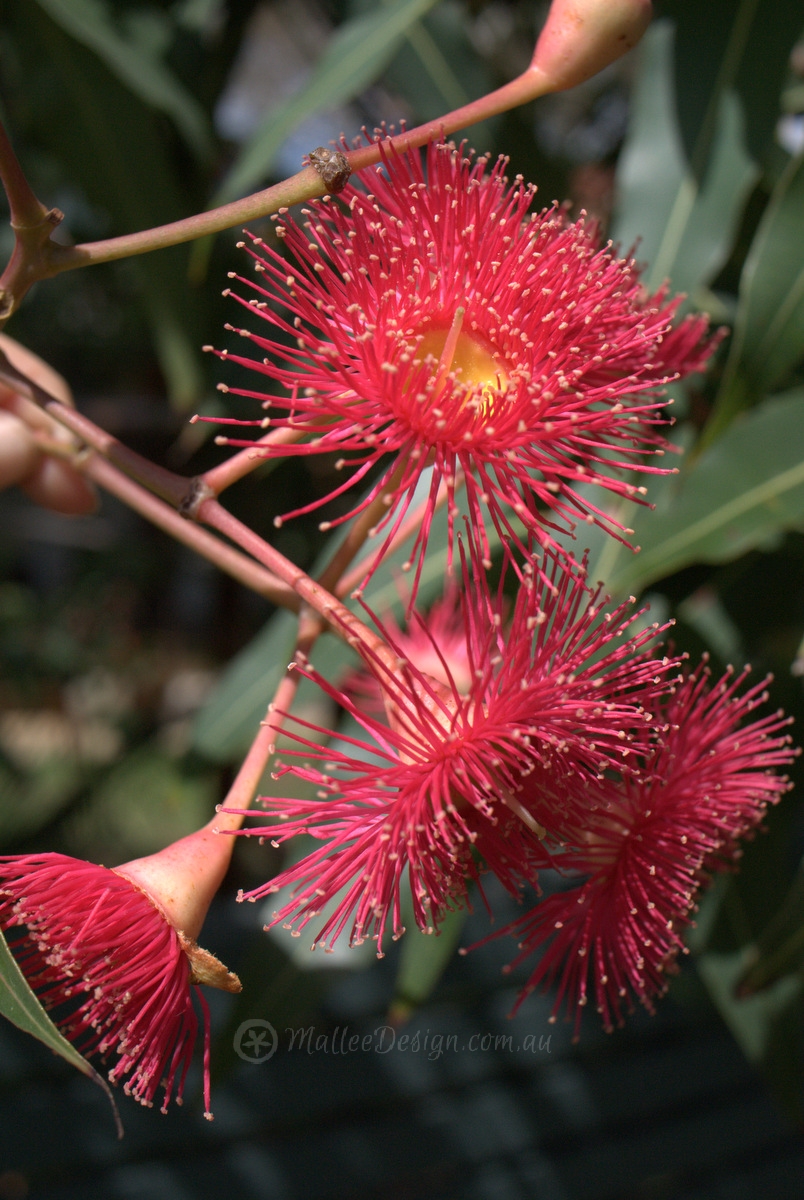 My Favourite Grafted Dwarf Eucalyptus ficifolia – Mallee Design