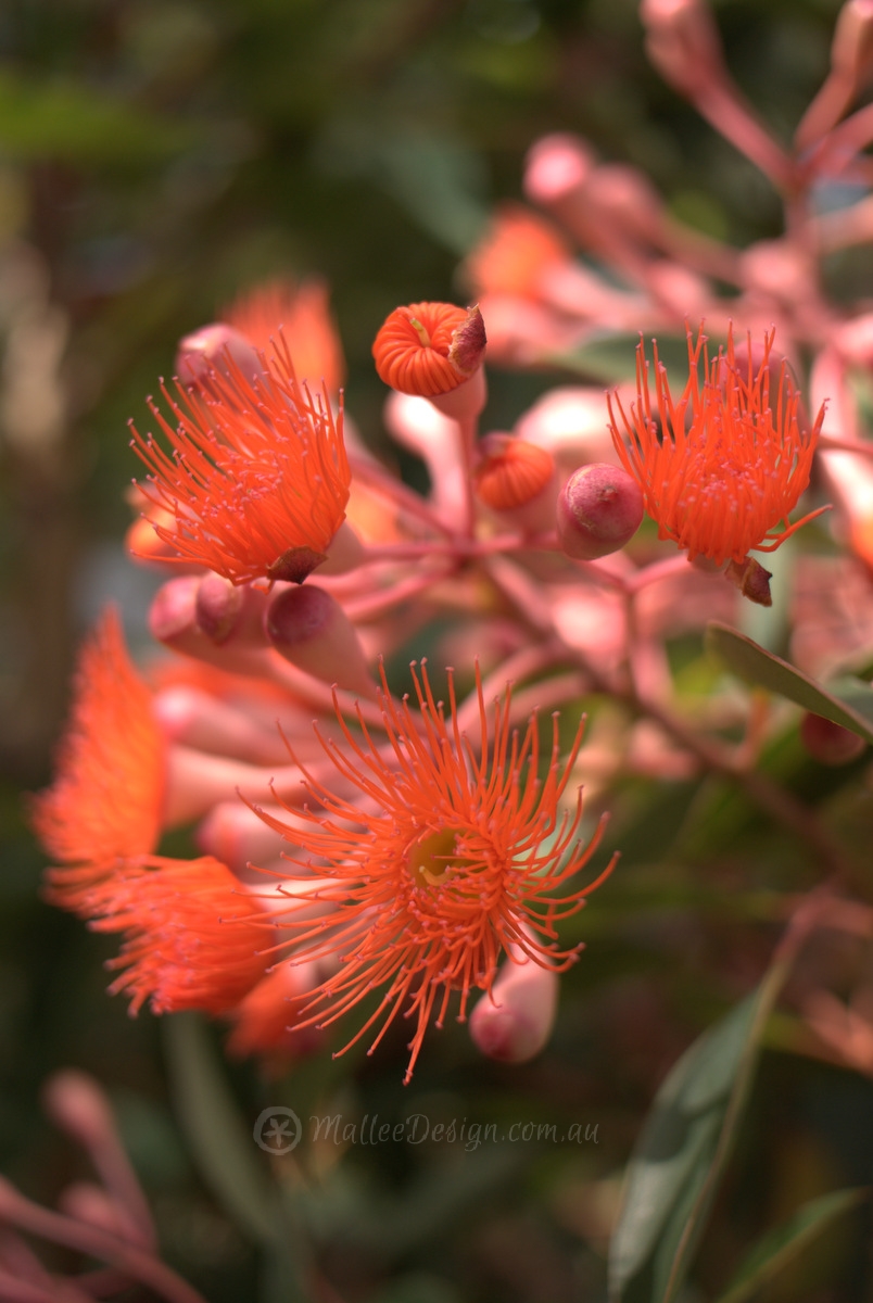 Corymbia Pink Gin - Dwarf Flowering Gum - Grafted