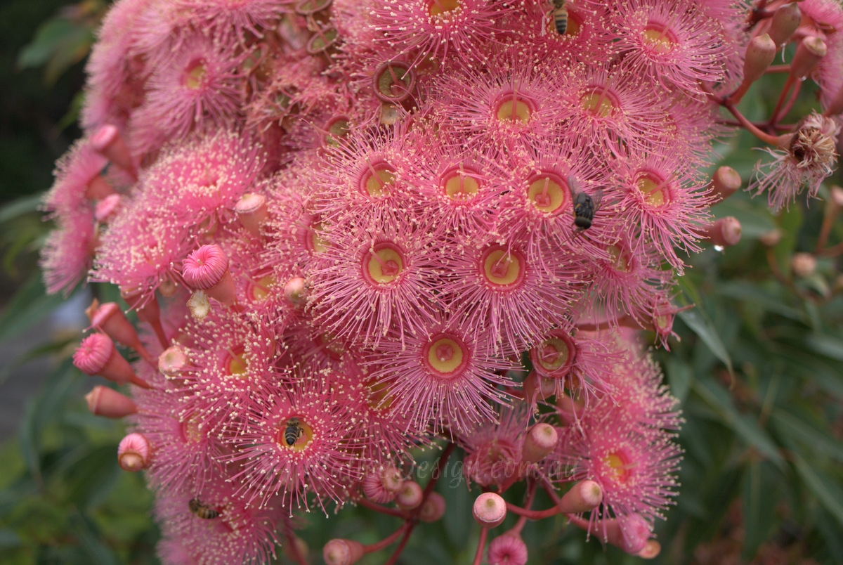 Flowering Gum Mini Red