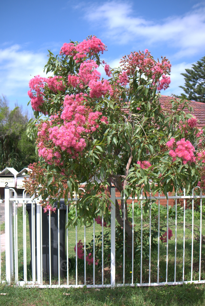 My Favourite Grafted Dwarf Eucalyptus ficifolia – Mallee Design