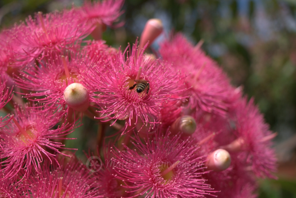 My Favourite Grafted Dwarf Eucalyptus ficifolia - Mallee Design