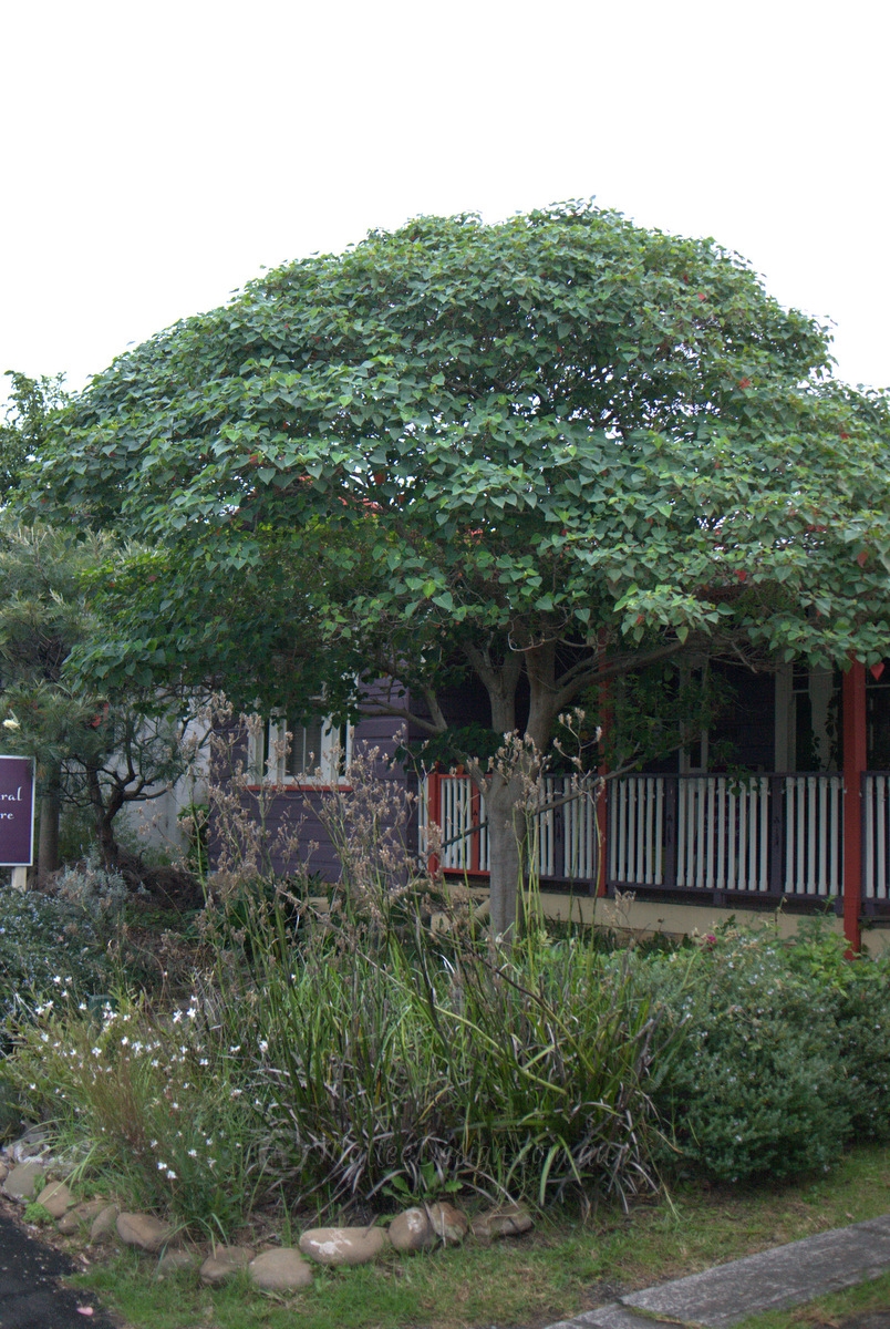 Extremely fast growing screen: Homalanthus populifolius - Mallee Design