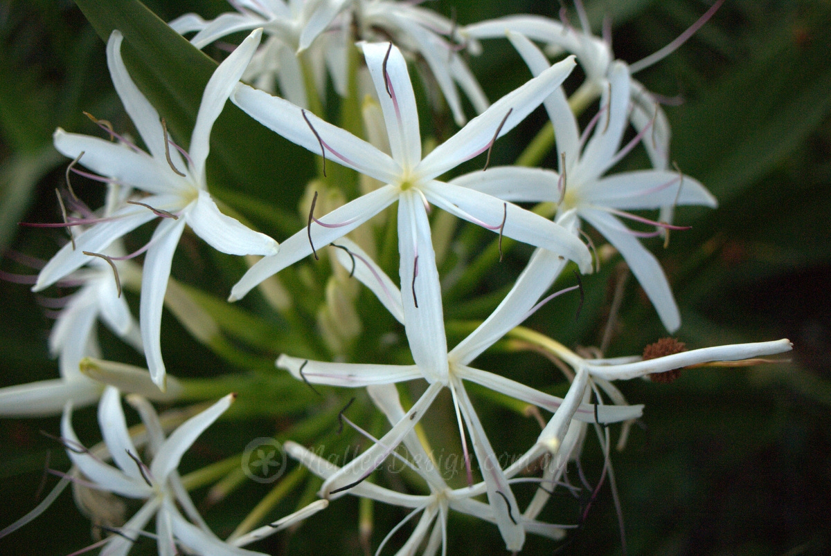 The Versatile Spider Lily: Crinum pedunculatum