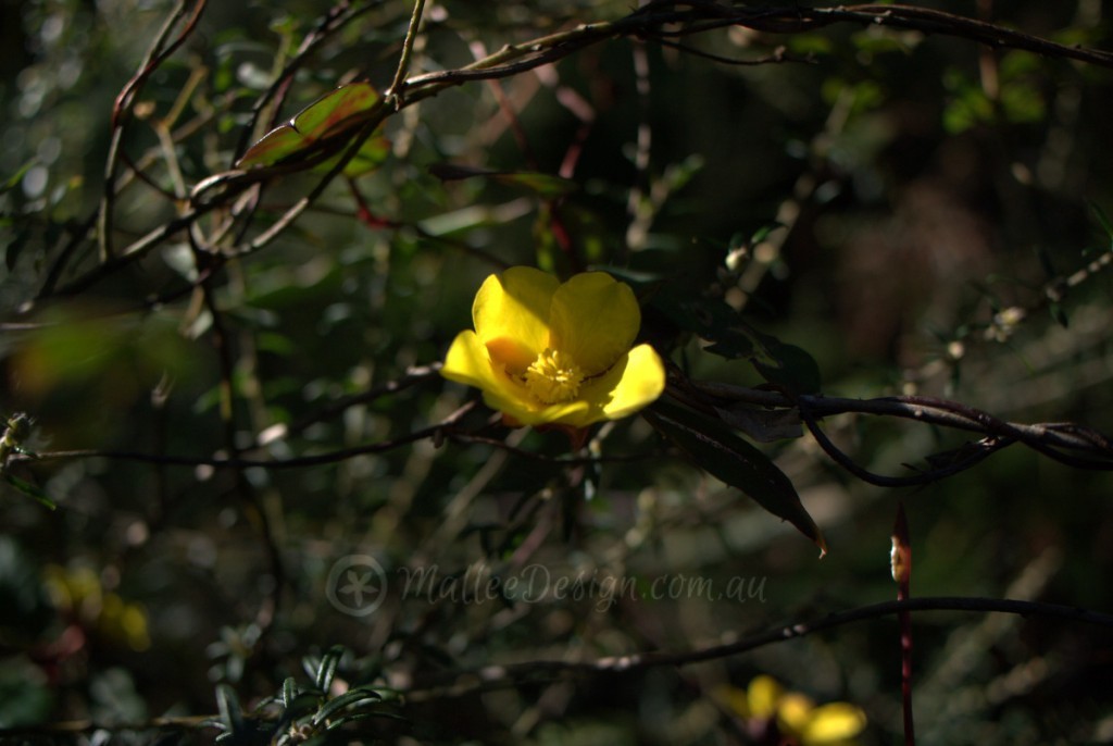 Hibbertia dentata