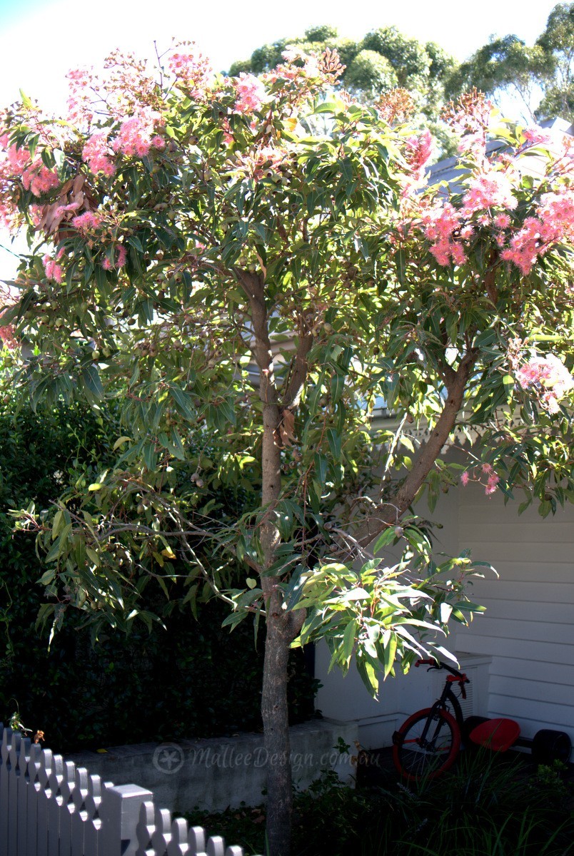 Eucalyptus ‘summer Beauty And ‘summer Red Mallee Design