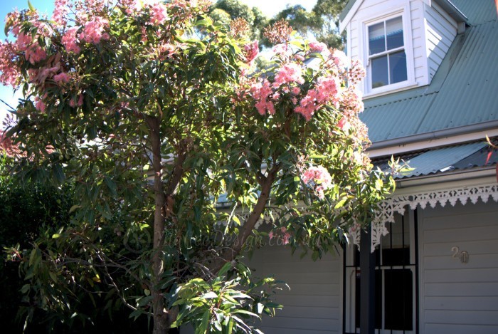 Eucalyptus ‘summer Beauty And ‘summer Red Mallee Design