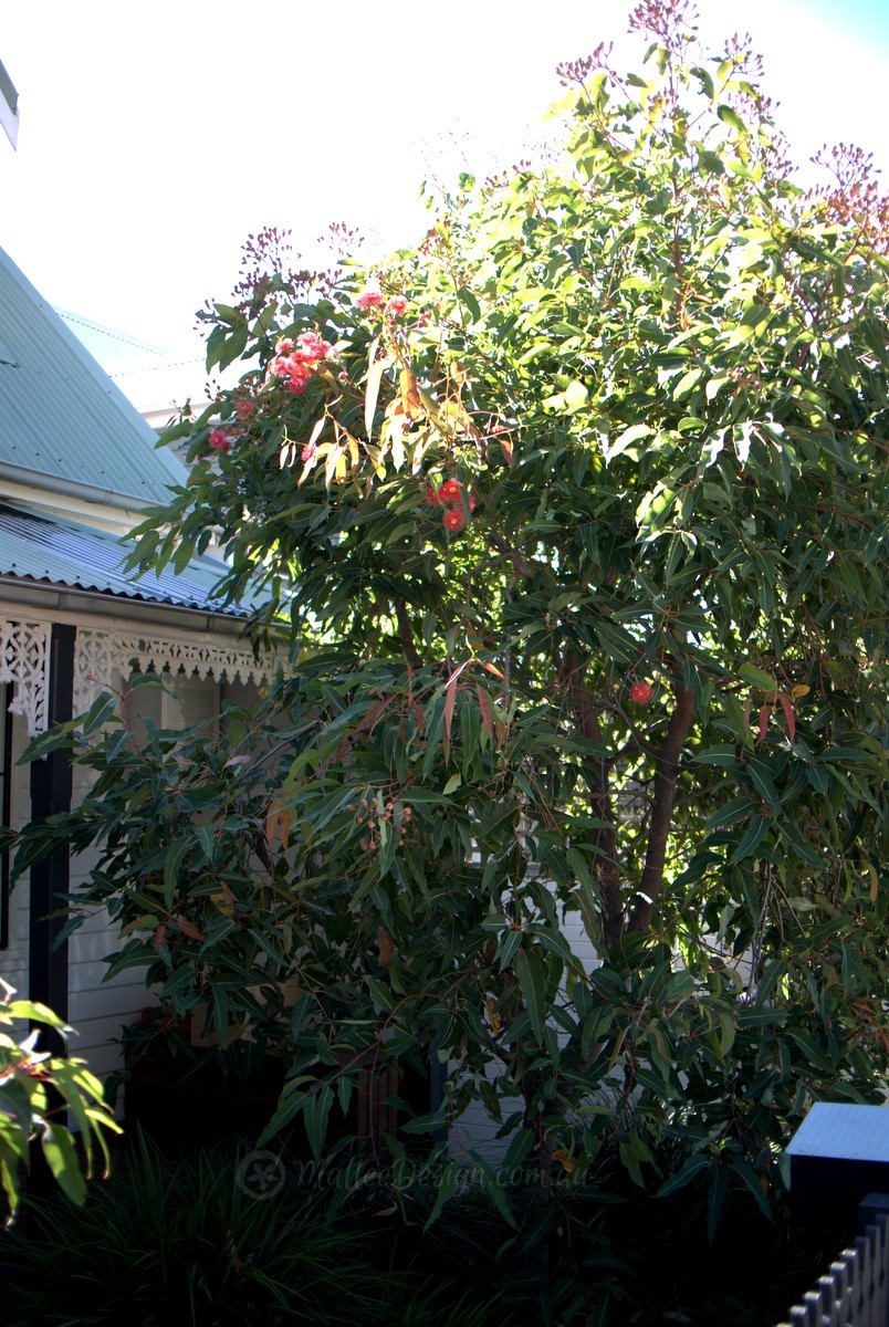 Eucalyptus 'Summer Beauty' and 'Summer Red' – Mallee Design