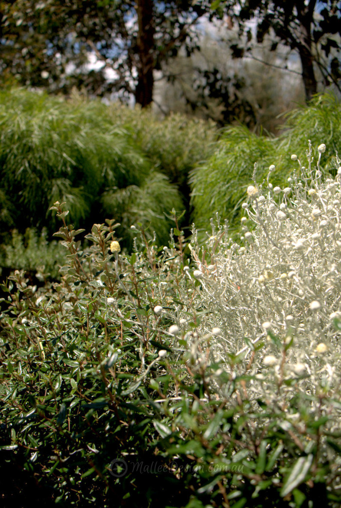 Tapestry Gardens 2 MONA Mallee Design