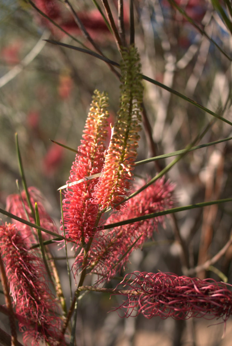 The Native Red Poker Hakea bucculenta Mallee Design