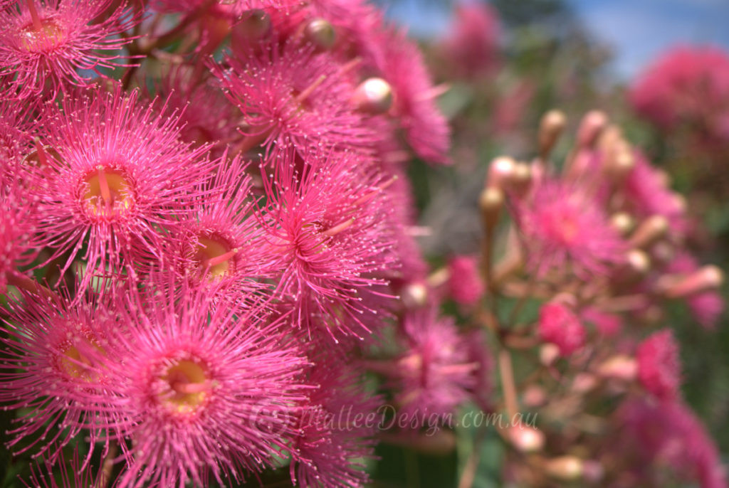 Corymbia ficifolia 'Summer Beauty' - Grafted Flowering Gum - Trees -  Speciality Trees