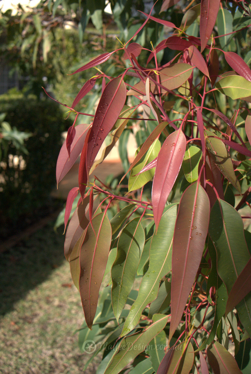 Grafted Flowering Gum Maintenance 