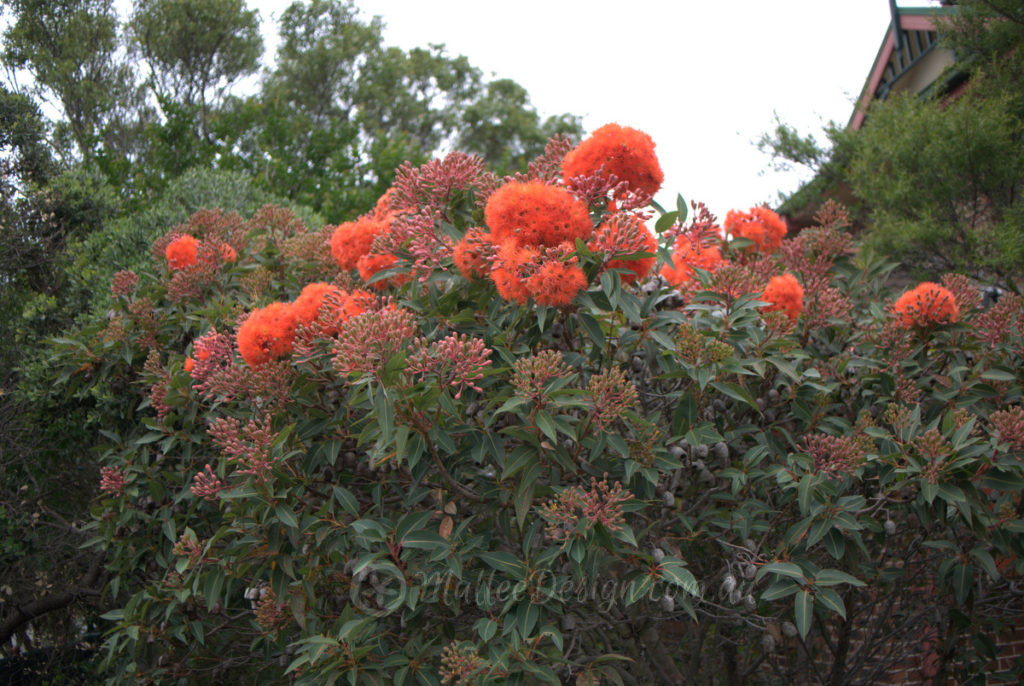 Corymbia ficifolia 'Summer Beauty' - Grafted Flowering Gum - Trees -  Speciality Trees