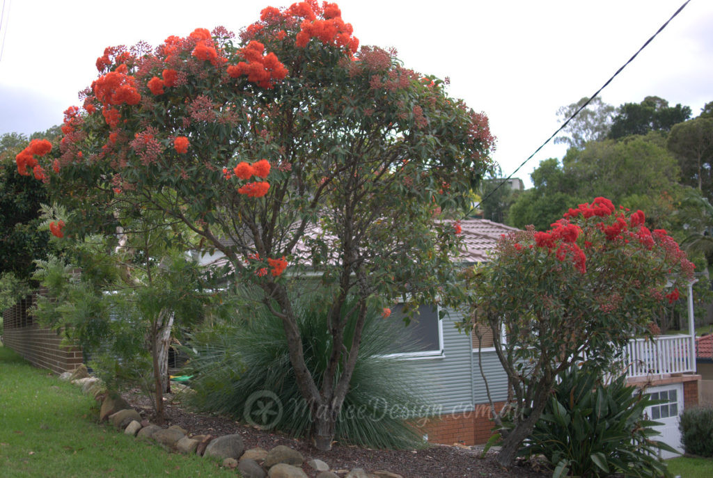 The many colours of Eucalyptus ficifolia grafted – Mallee Design