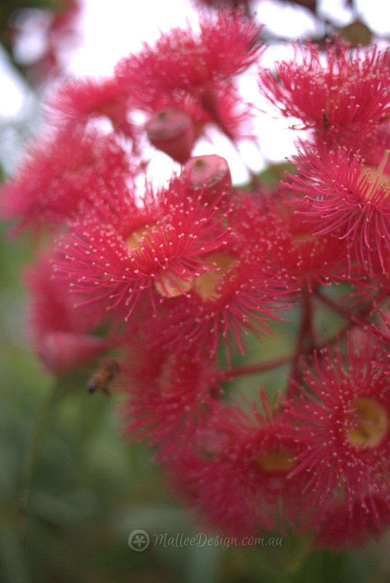 The many colours of Eucalyptus ficifolia grafted – Mallee Design