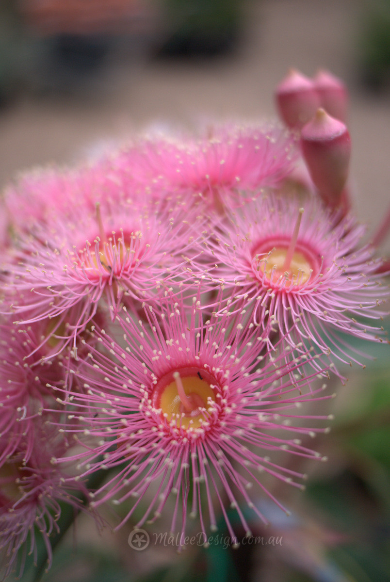 Corymbia ficifolia 'Summer Beauty' - Grafted Flowering Gum - Trees