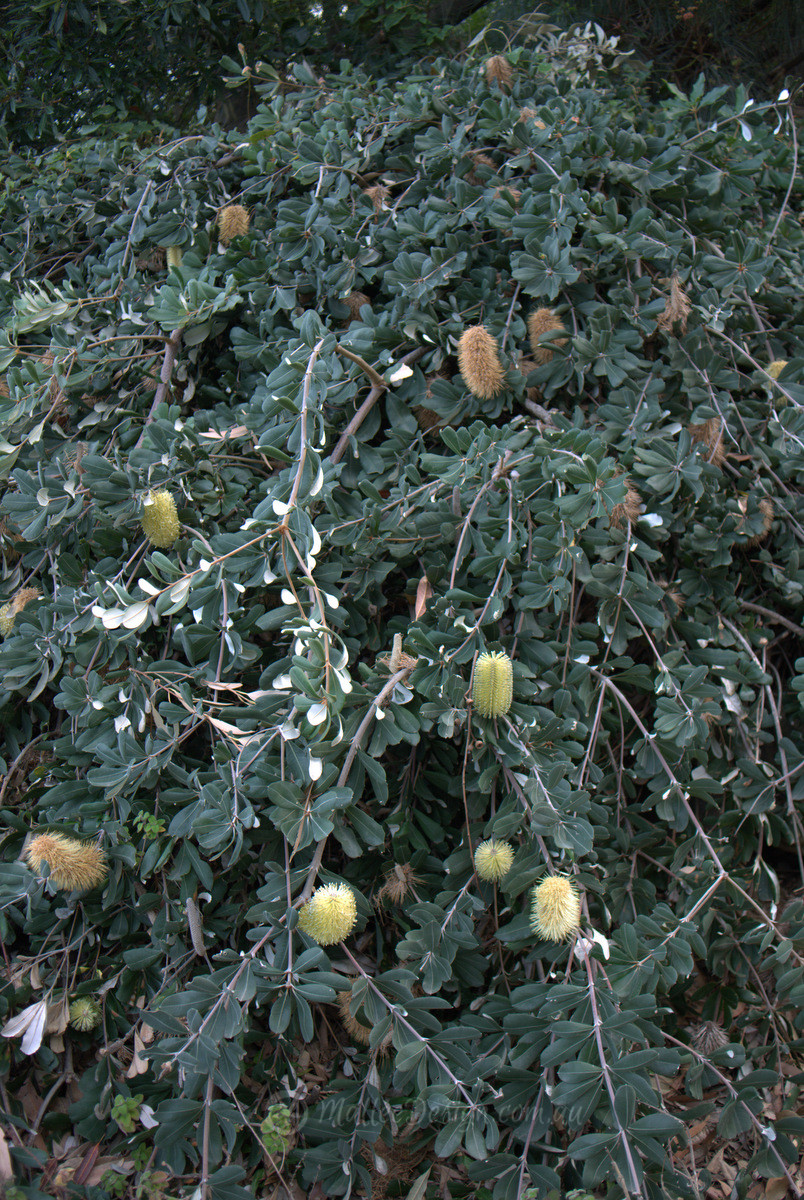 The silver cascading Banksia Roller Coaster Mallee Design