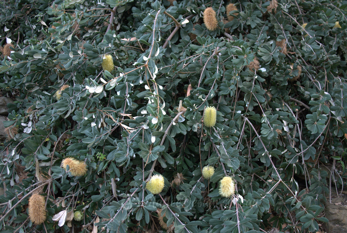 The silver cascading Banksia Roller Coaster Mallee Design