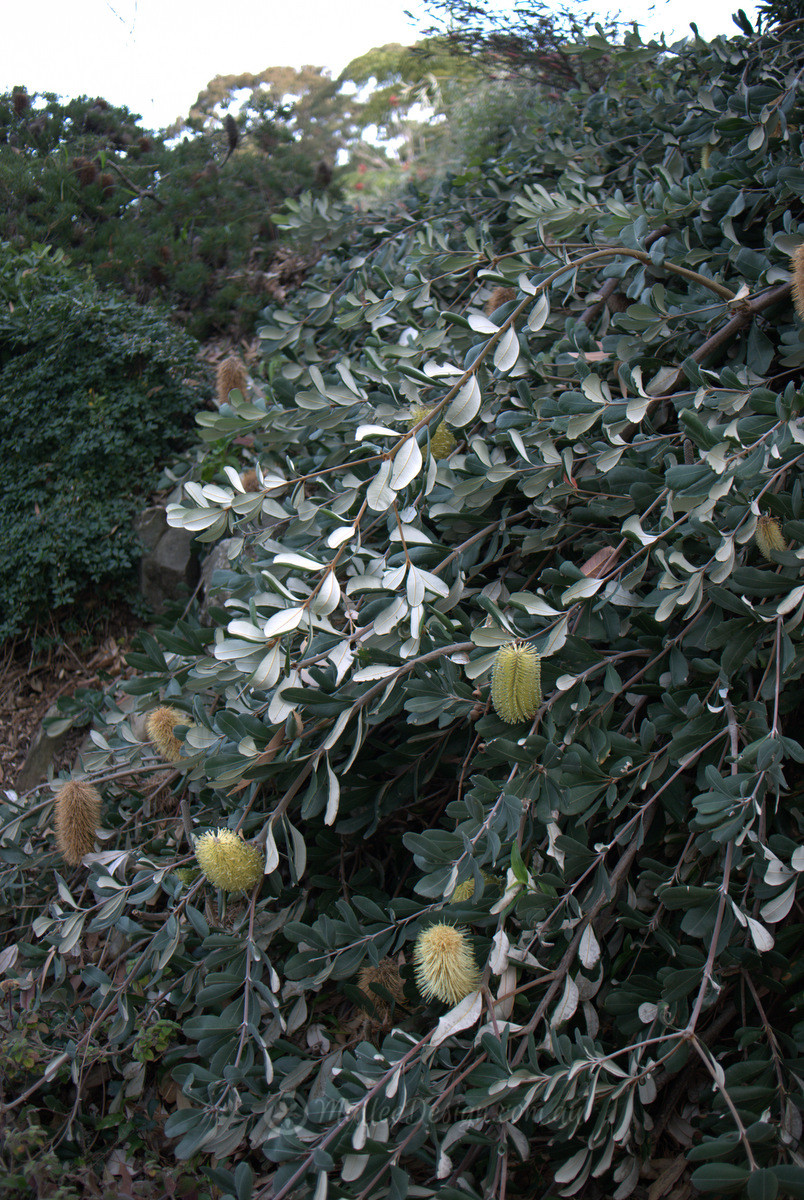 The silver cascading Banksia Roller Coaster Mallee Design