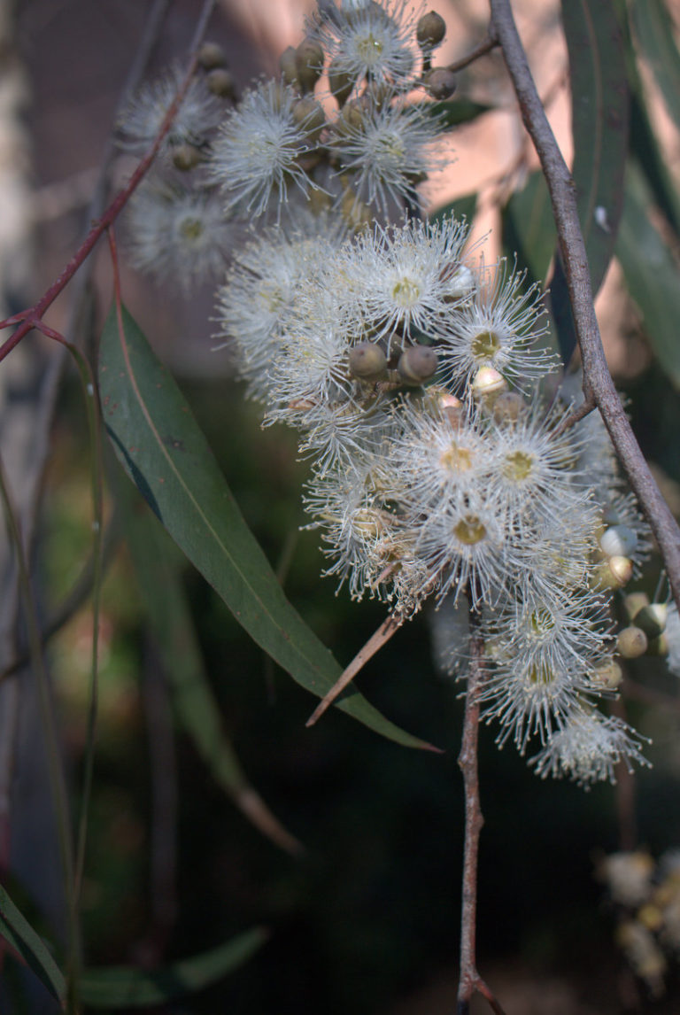 Another special Dwarf Eucalyptus for small gardens Eucalyptus