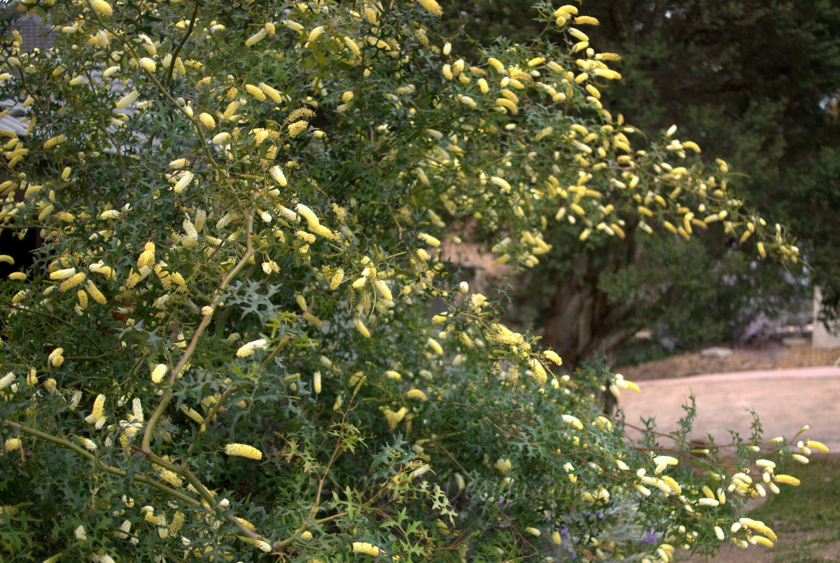 A spikey, perfumed tangle of Grevillea flexuosa
