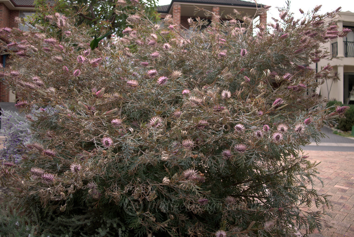 The Grevillea screen that could Grevillea ‘Dorothy Gordon’ Mallee Design