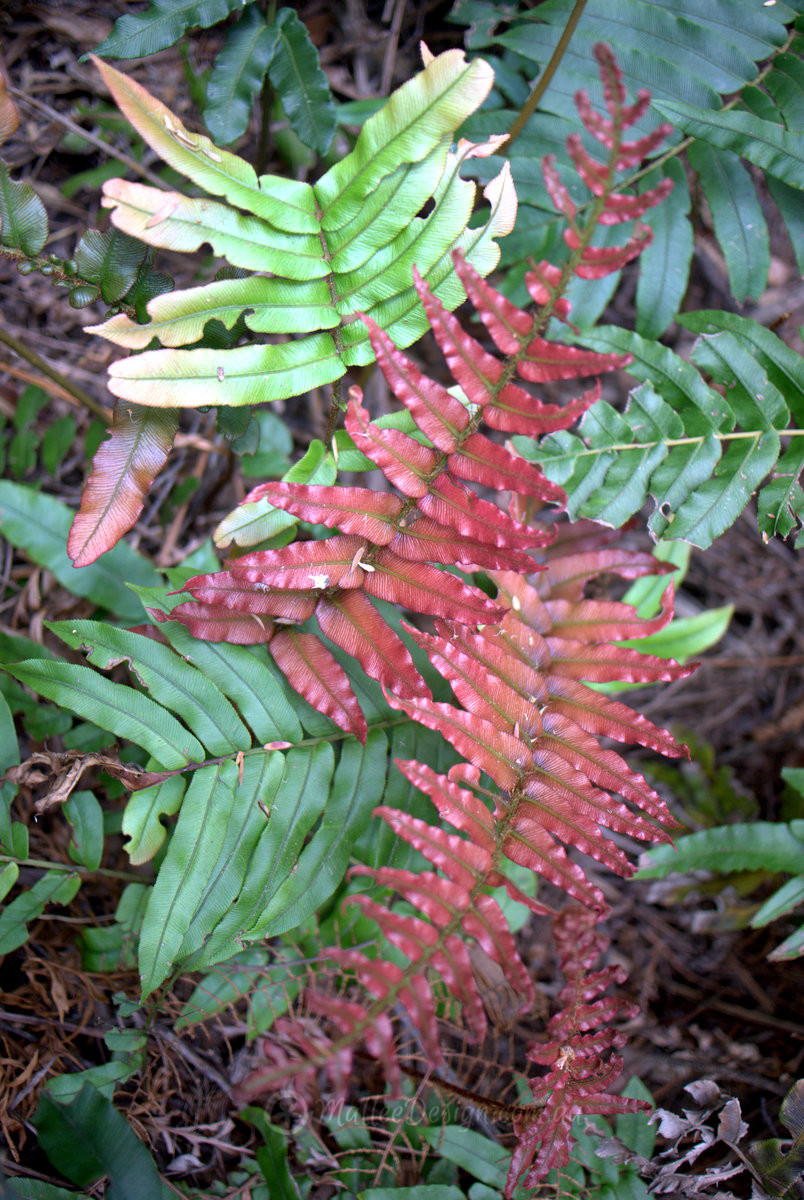 I need to remember this fern: Blechnum cartilagineum