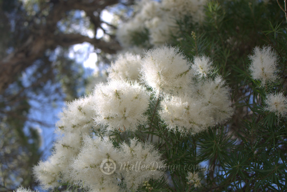 Snow in Summer 200 seeds Melaleuca linariifolia 