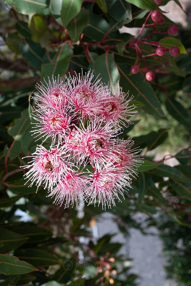 Softly softly: Eucalyptus ficifolia 'Fairy Floss' Grafted – Mallee Design