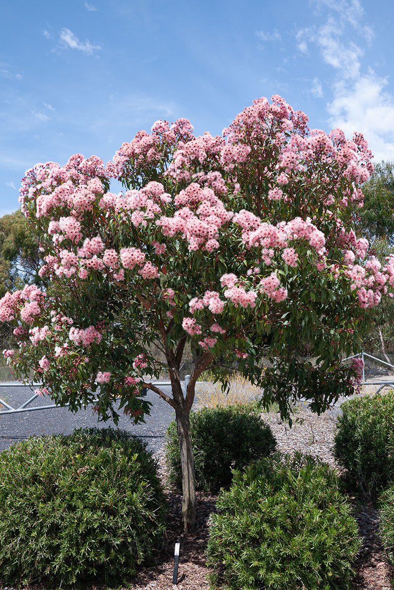 Corymbia ficifolia 'Fairy Floss' - Grafted Flowering Gum - Trees