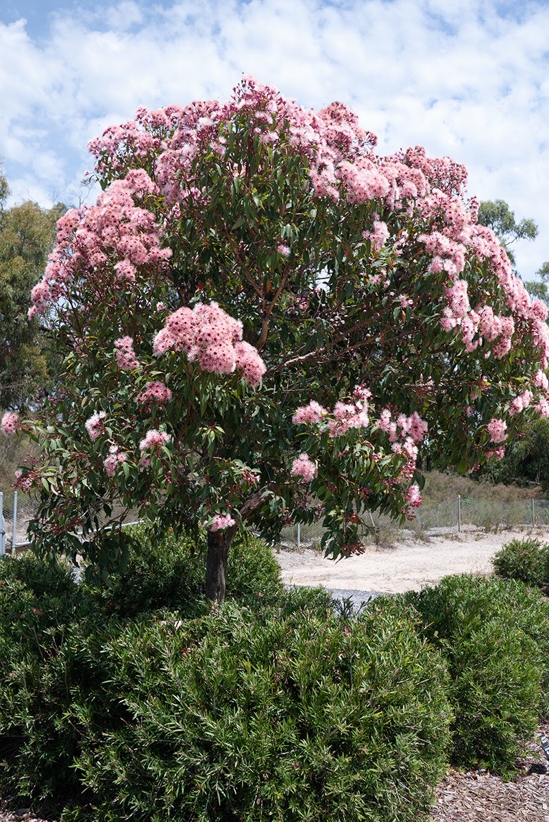 Corymbia ficifolia 'Fairy Floss' - Grafted Flowering Gum - Trees -  Speciality Trees