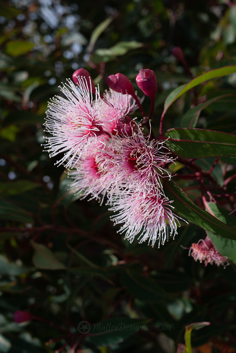 Corymbia ficifolia 'Fairy Floss' – Flowering Gum