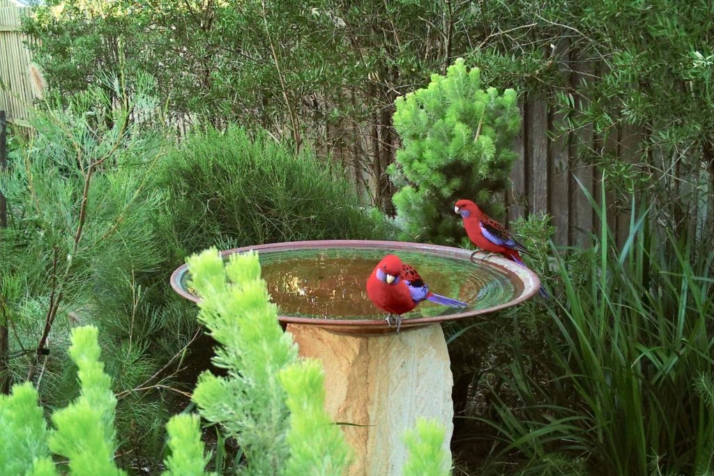 why do birds use bird baths