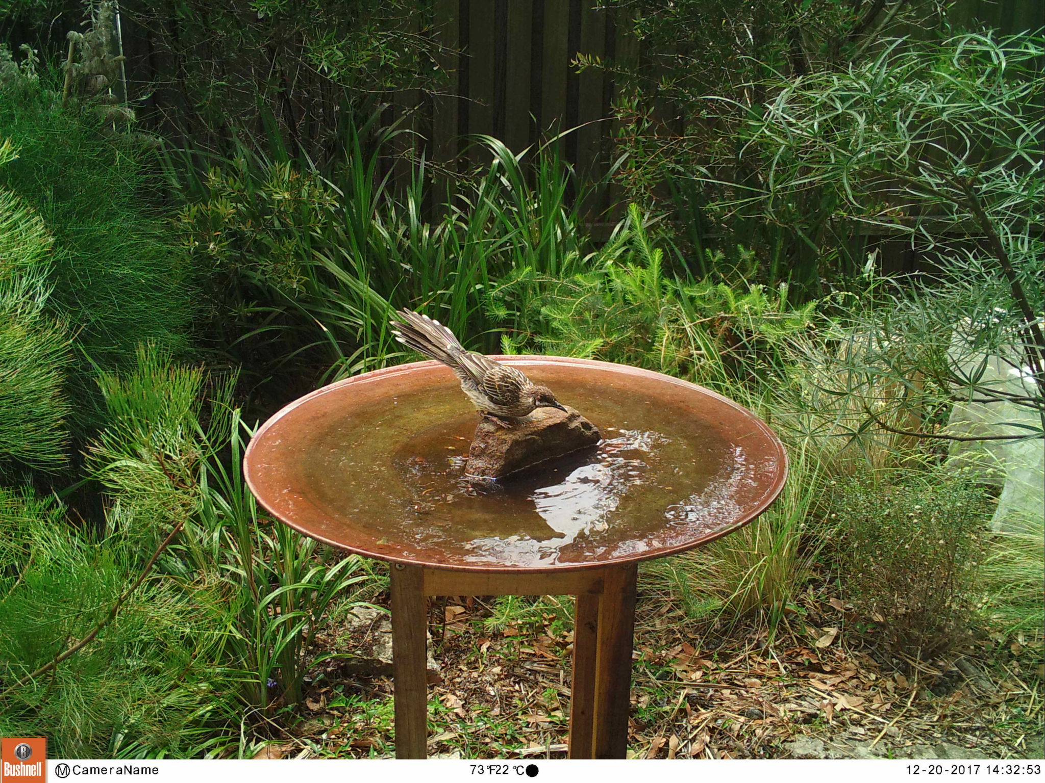 Why are birds not visiting my bird bath? Mallee Design