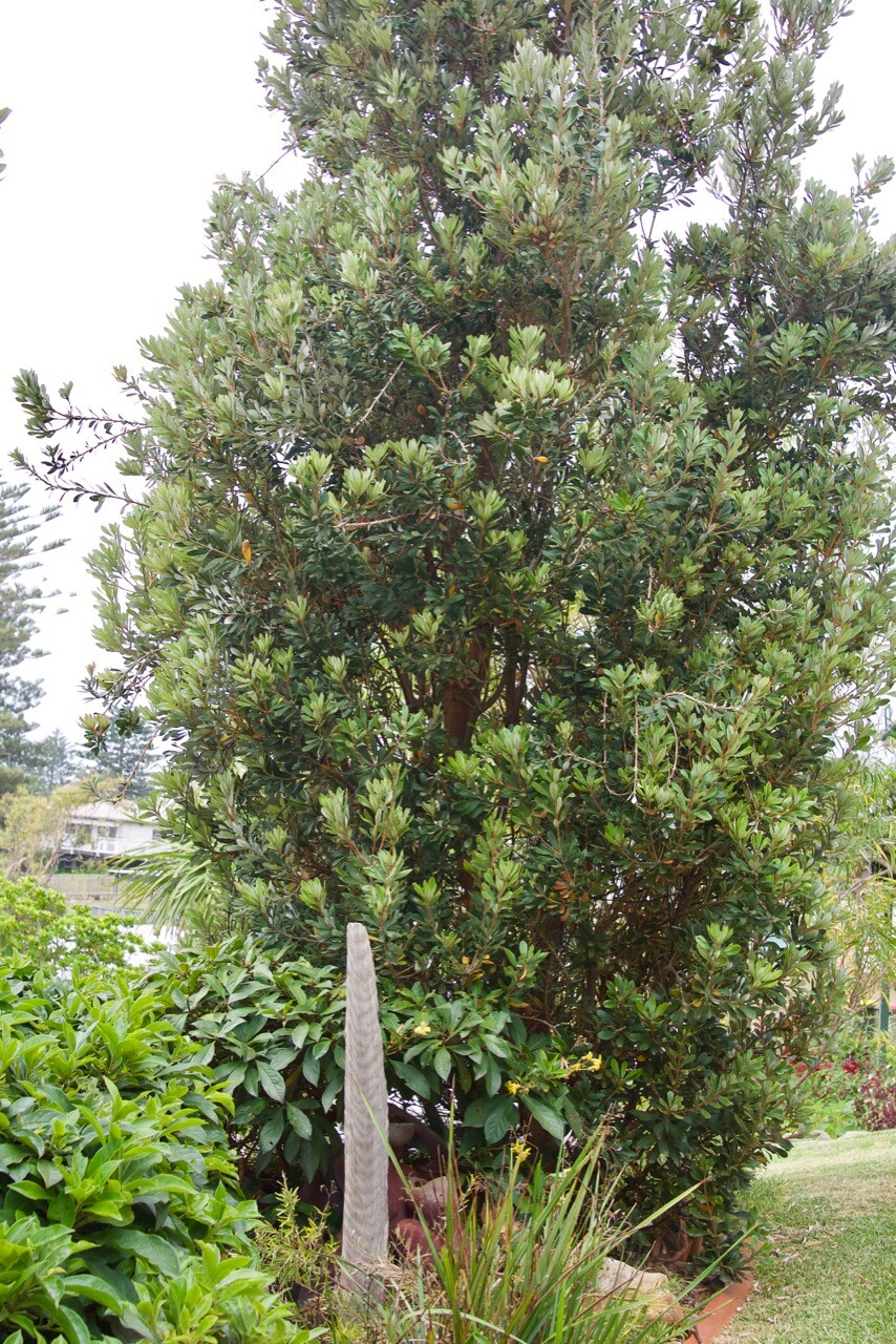 Trialling Banksia Sentinel Mallee Design