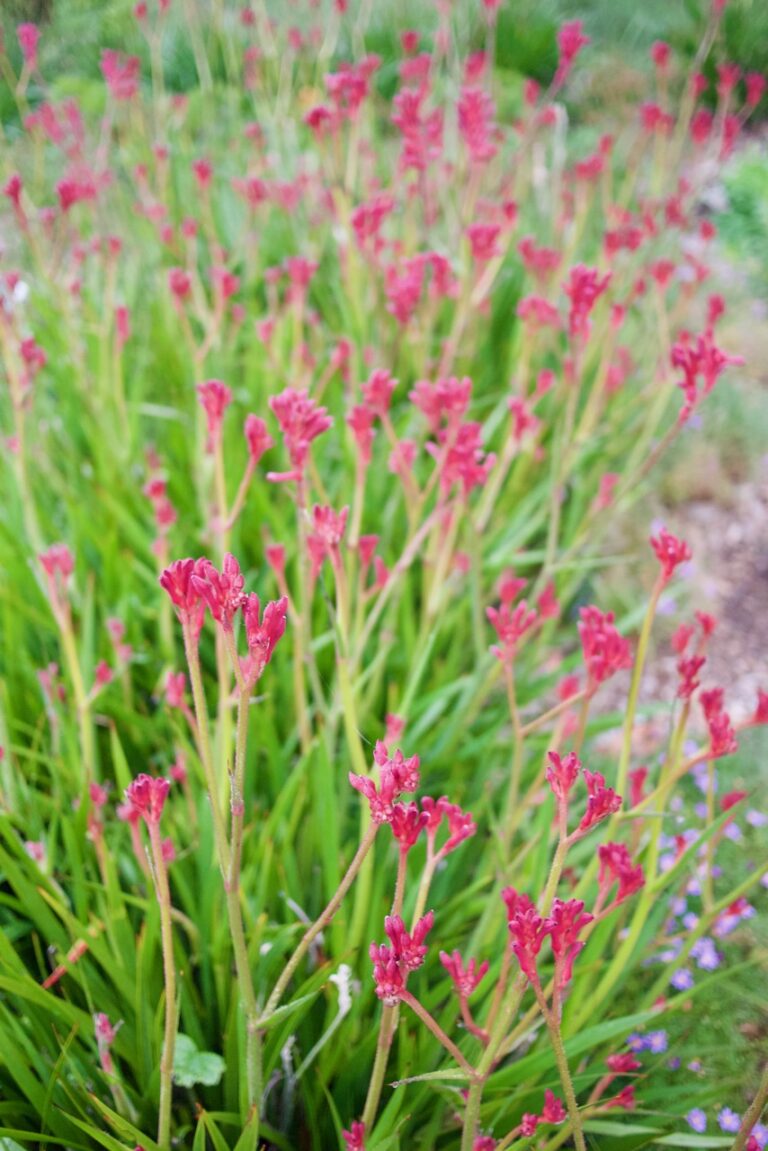 Landscaping with Dwarf Kangaroo Paws Anigozanthos ‘Bush Pearl