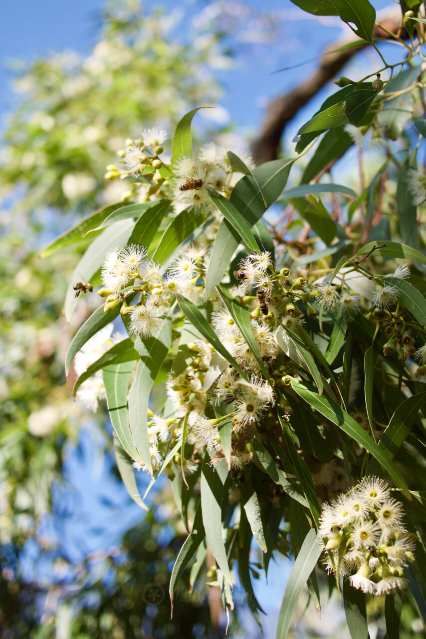 Bee Friendly Gardening