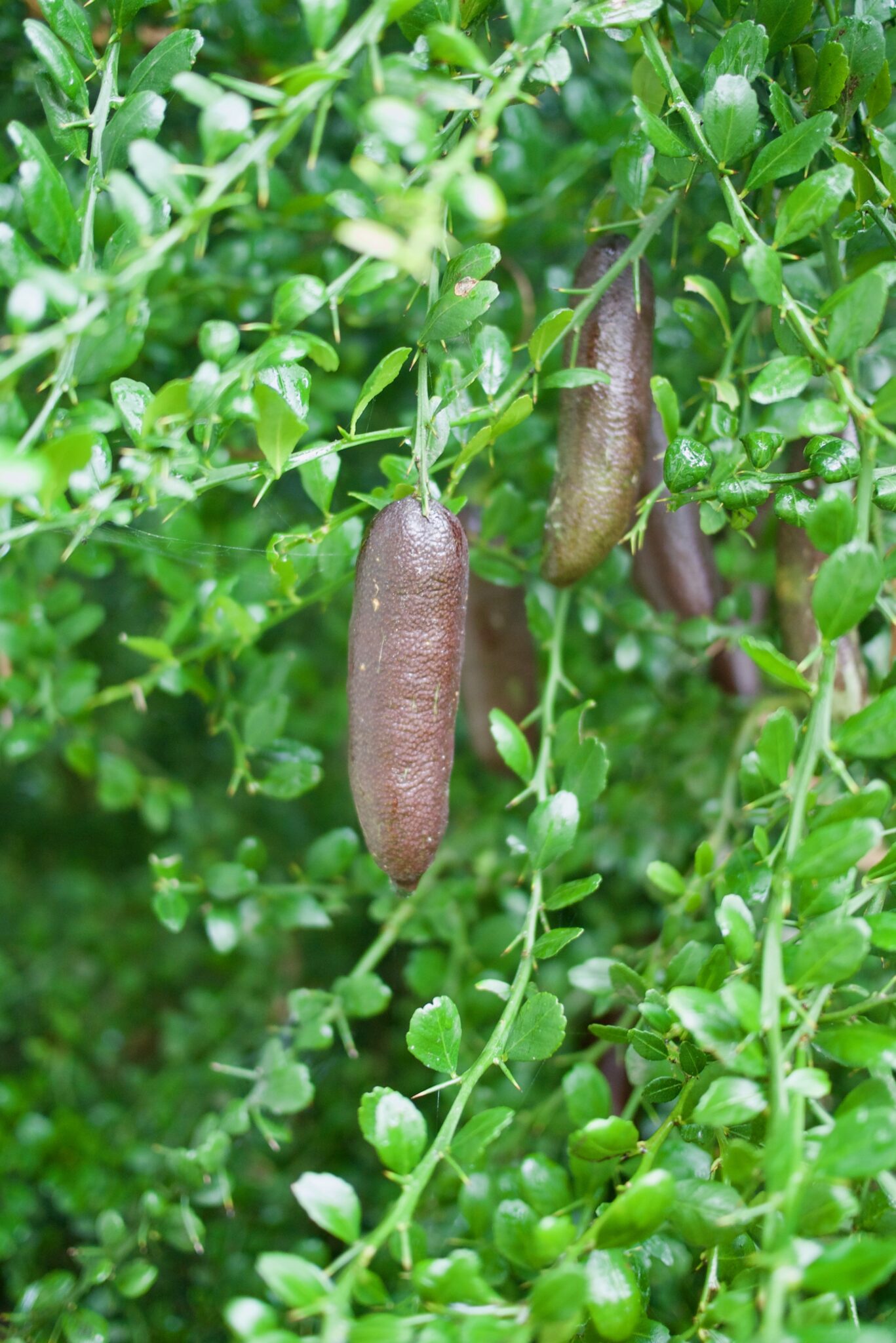 Finger Limes loving the shade Citrus australasica Mallee Design