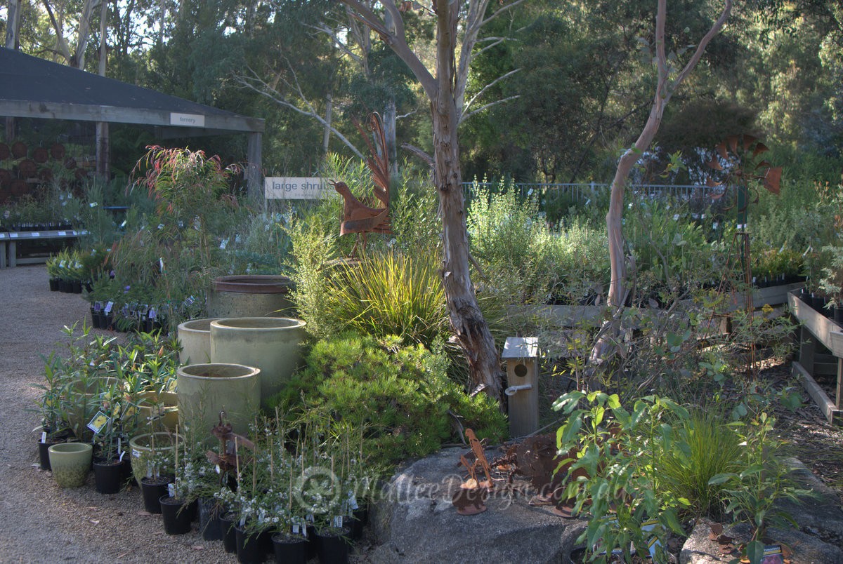 Native Nurseries Across Australia Mallee Design