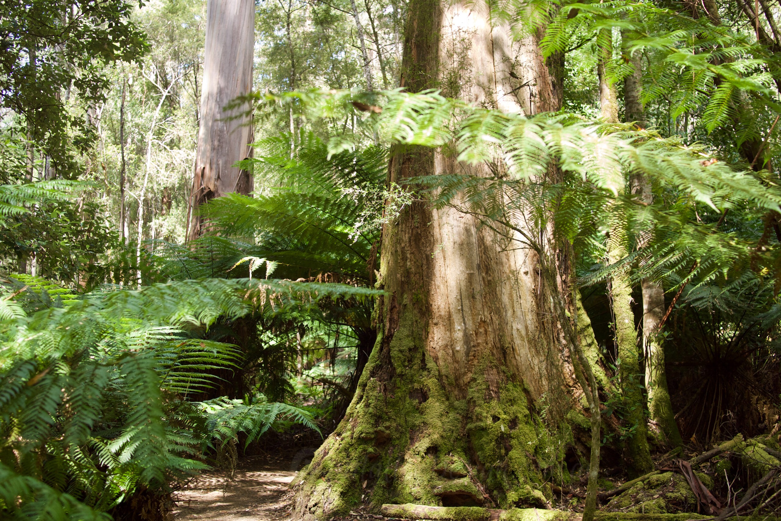 The Tallest Flowering Trees: Eucalyptus regnans