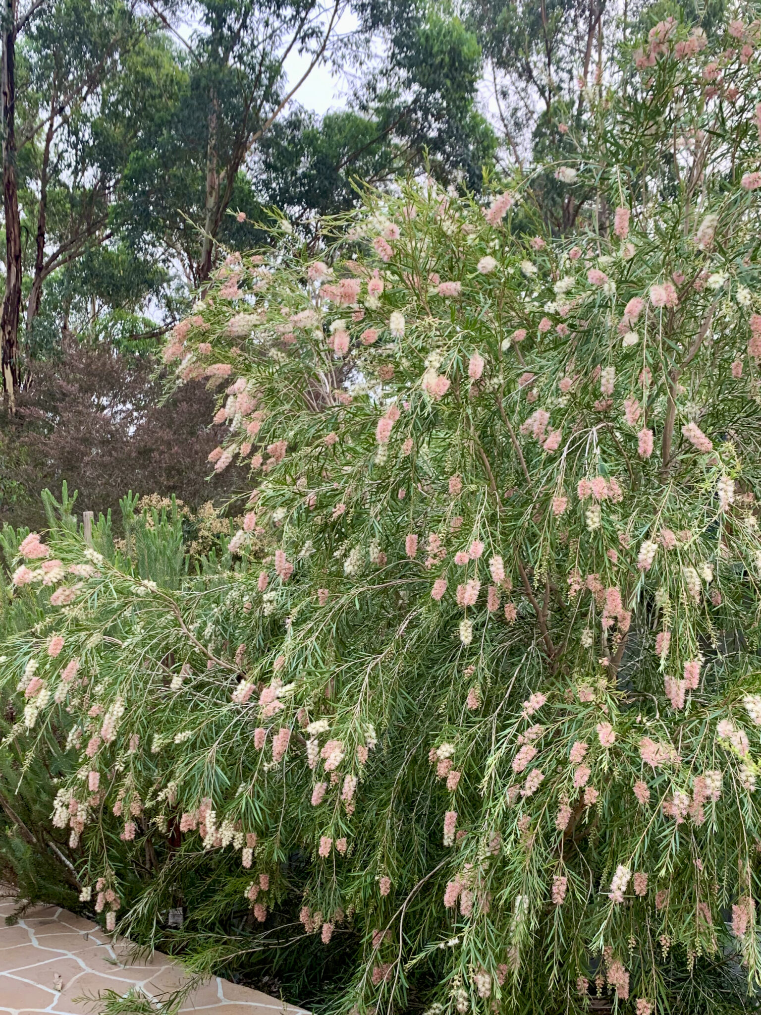 What to Plant for Poorly Drained Soils Mallee Design