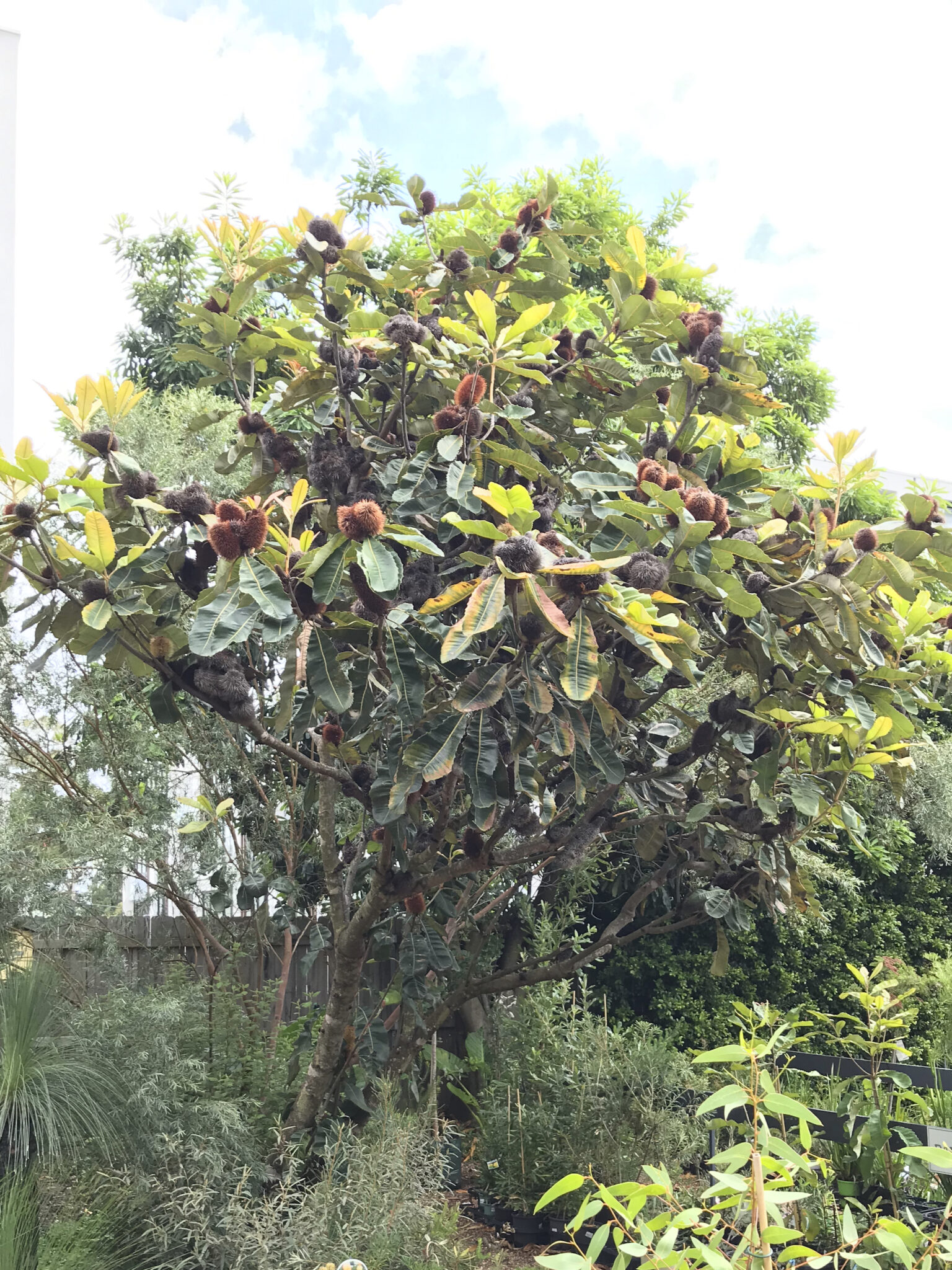 What to Plant for Poorly Drained Soils Mallee Design