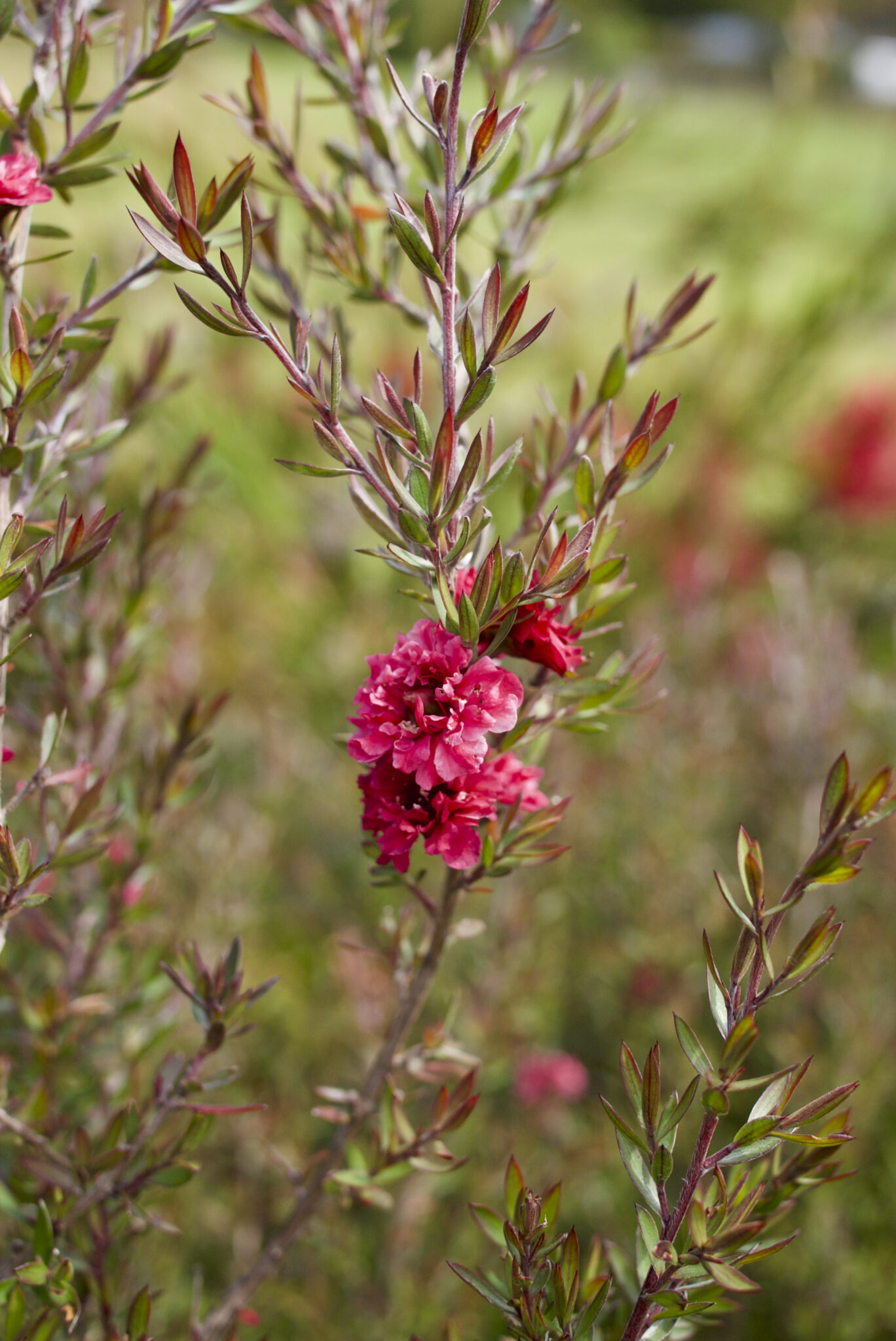 What to Plant for Poorly Drained Soils Mallee Design