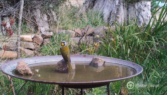 bird-nerd-ing-in-a-mallee-birdbath-mallee-design